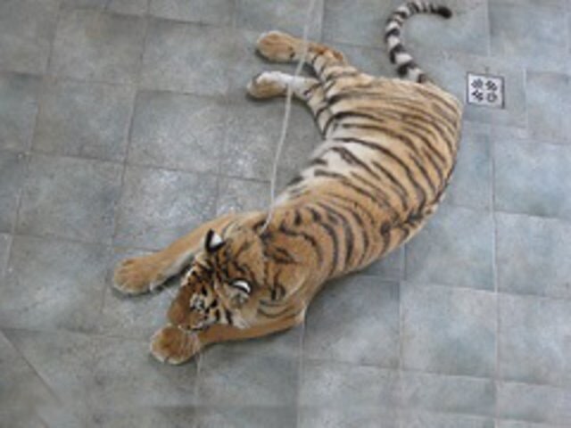 Jsem Společensky Unaven.